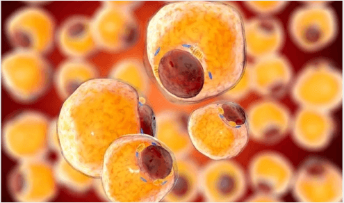 Lipid Peroxidation as Index of Activity in Aphrodisiac Herbs