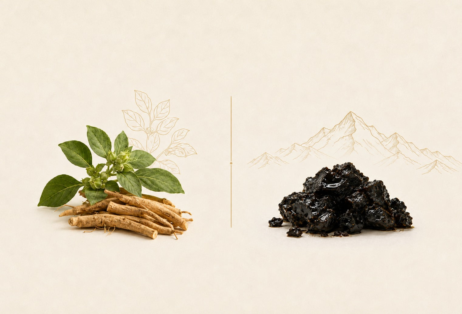 Ashwagandha vs Shilajit: Which One Should You Actually Take?