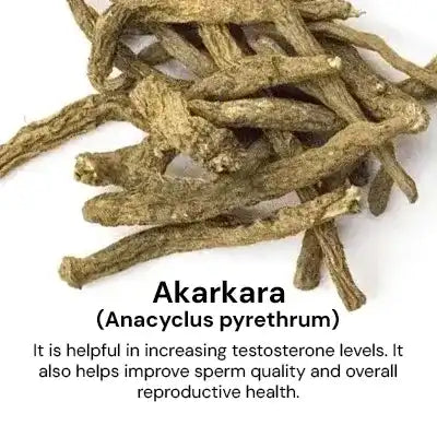 Akarkara_102cb687-16e3-4d27-bf5a-264cb572ff3a.webp