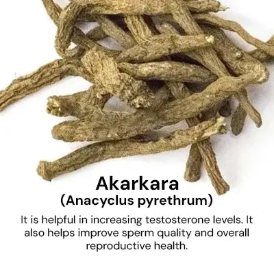 Akarkara_ede278cb-d765-4835-863b-362ac8b4c41a.webp