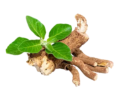 Ashwagandha.webp