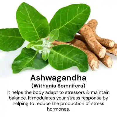 Ashwagandha_004cc488-7791-40e0-830e-cb28b7dececd.webp
