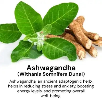 Ashwagandha_615492a6-d84b-47af-9440-9ad8d8db71ee.webp