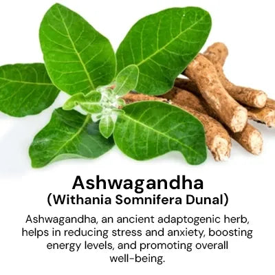 Ashwagandha_da02776f-8033-49e1-9a8e-f962ca626a4d.webp