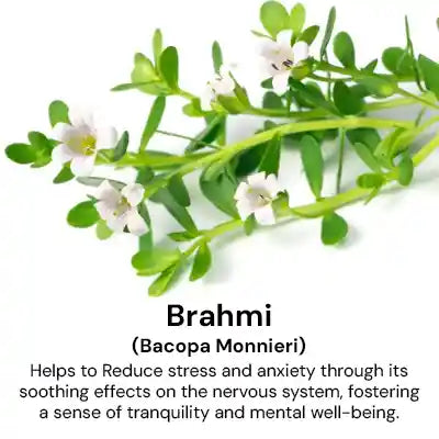 Brahmi_addba6a4-5985-4e10-bf59-8de7e0863f4d.webp