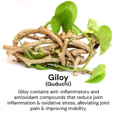 Giloy_86db1f5c-43c3-417c-b295-2e5994915322.webp