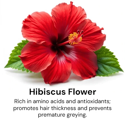 Hibiscus_Flower_79fbab9e-c4fc-4614-bc20-e7b787e1e16a.webp