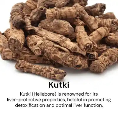 Kutki_f922cf7f-fd2a-4f81-b0bd-34731ace34aa.webp