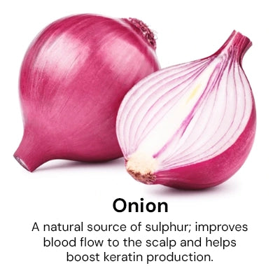 Onion_cc1a1c03-bca6-472c-99c5-6819e52946ed.webp