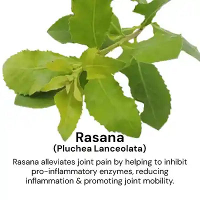 Rasana_cfbf52e7-2396-491e-97cf-16453066ce32.webp