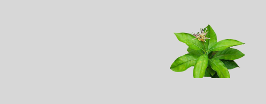 Sarpagandha_1_bf2b3d12-99f5-42c9-92fe-54071c396909.png