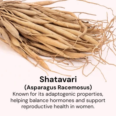 Shatavari.webp