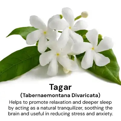Tagar.webp